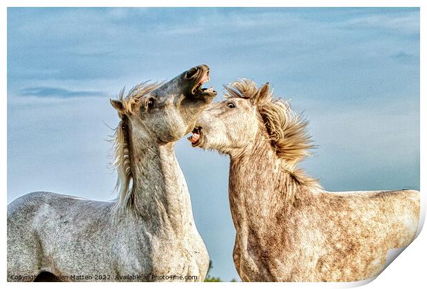 Stallions fighting in the Camargue colour Print by Helkoryo Photography