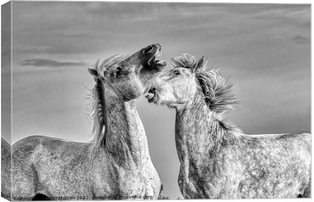 Stallions fighting in the Camargue Black and White Canvas Print by Helkoryo Photography