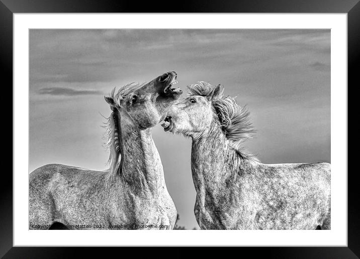 Stallions fighting in the Camargue Black and White Framed Mounted Print by Helkoryo Photography