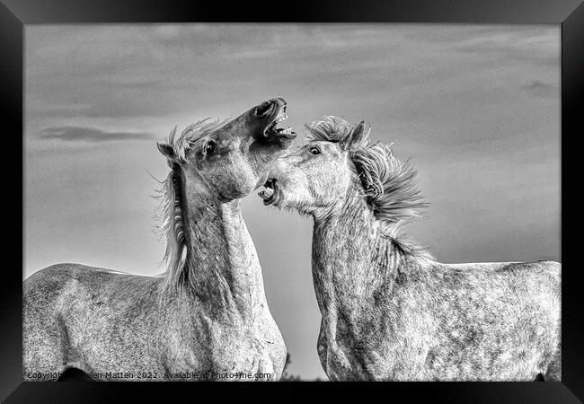 Stallions fighting in the Camargue Black and White Framed Print by Helkoryo Photography