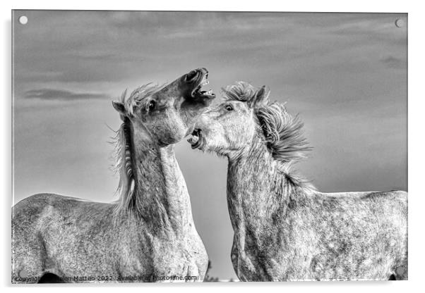 Stallions fighting in the Camargue Black and White Acrylic by Helkoryo Photography