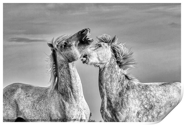 Stallions fighting in the Camargue Black and White Print by Helkoryo Photography