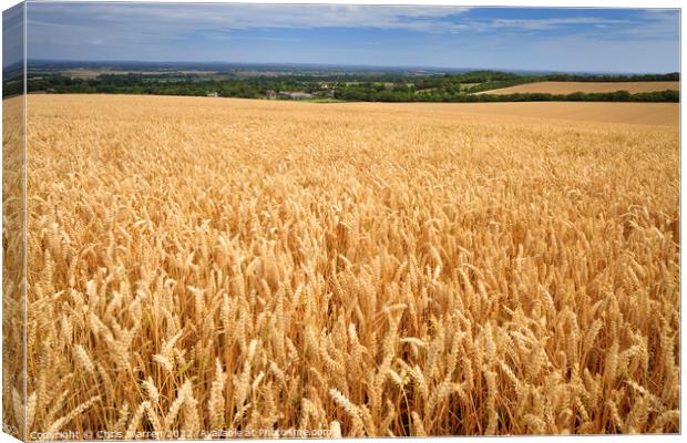 Fields of wheat Lewes East Sussex Canvas Print by Chris Warren