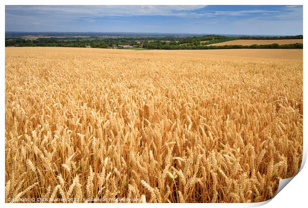 Fields of wheat Lewes East Sussex Print by Chris Warren