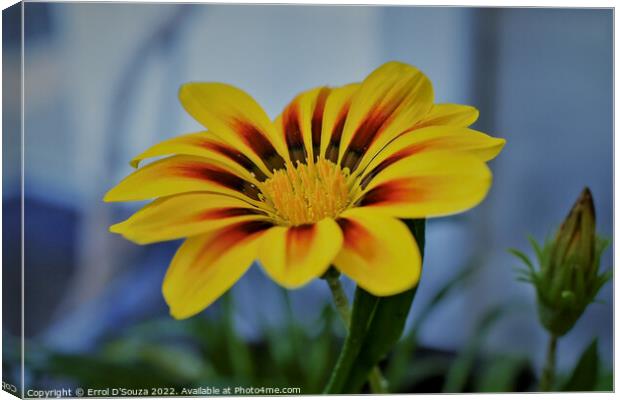 Red and Yellow Petalled Gazania Canvas Print by Errol D'Souza