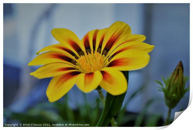 Red and Yellow Petalled Gazania Print by Errol D'Souza