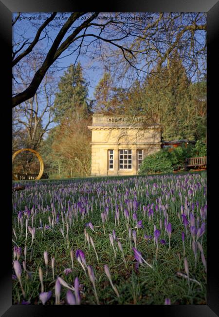 Crocus Spring time at Botanical Gardens Bath Framed Print by Duncan Savidge