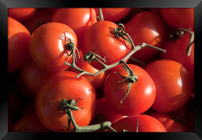 Fresh tomatoes - simply de vine Framed Print by Gordon Dixon