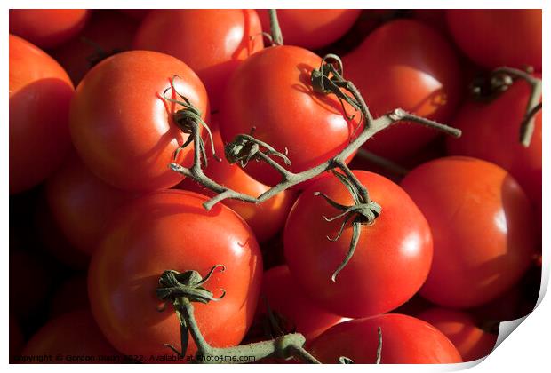 Fresh tomatoes - simply de vine Print by Gordon Dixon