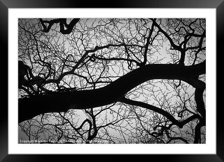 Branch Mess Framed Mounted Print by Martyn Taylor