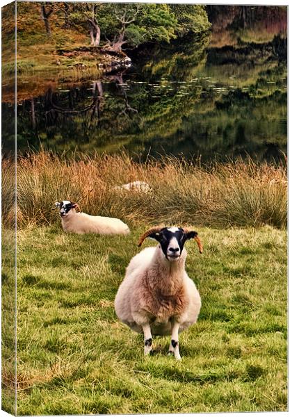 A Friendly Sheep Canvas Print by Joyce Storey