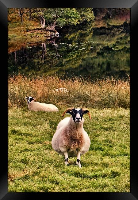 A Friendly Sheep Framed Print by Joyce Storey