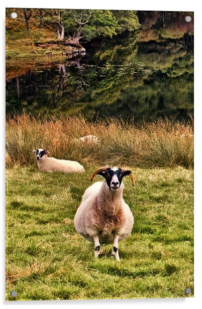 A Friendly Sheep Acrylic by Joyce Storey