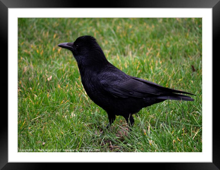 The Elegant Crow Framed Mounted Print by Mark Ward