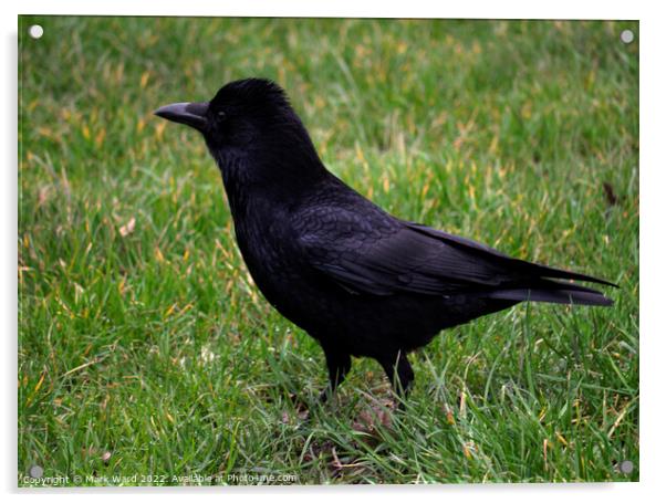 The Elegant Crow Acrylic by Mark Ward