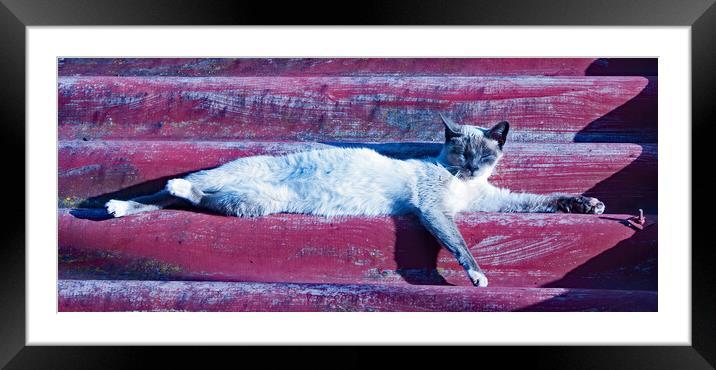 Cat's Siesta Time Framed Mounted Print by Joyce Storey