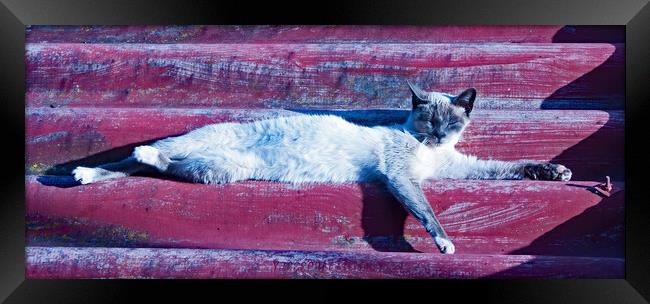 Cat's Siesta Time Framed Print by Joyce Storey