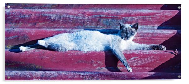 Cat's Siesta Time Acrylic by Joyce Storey