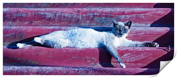 Cat's Siesta Time Print by Joyce Storey