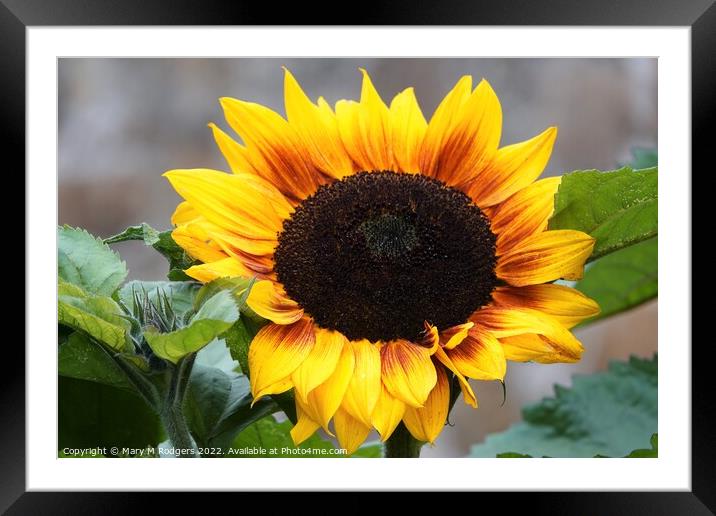 Sunshine Framed Mounted Print by Mary M Rodgers