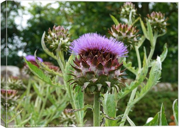 Artichoke  Canvas Print by Mary M Rodgers