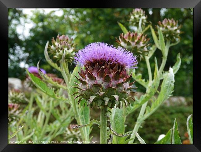 Artichoke  Framed Print by Mary M Rodgers