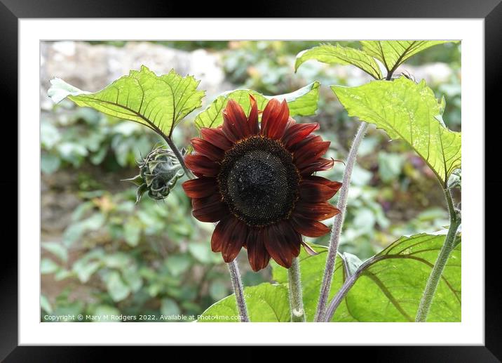 Sunflower Framed Mounted Print by Mary M Rodgers