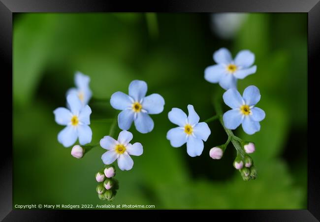 Forget-me-not. Framed Print by Mary M Rodgers