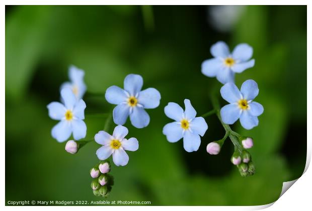 Forget-me-not. Print by Mary M Rodgers