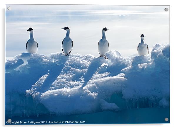 Antarctica bird life Acrylic by Ian Pettigrew