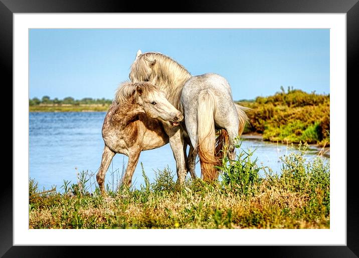 Two young stallions playing 1 Framed Mounted Print by Helkoryo Photography