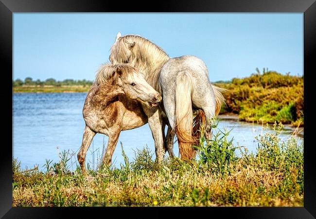 Two young stallions playing 1 Framed Print by Helkoryo Photography