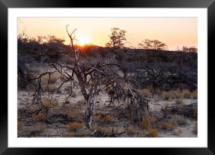 Sunset in the Savannah of Erongo Region, Namibia Framed Mounted Print by Dietmar Rauscher