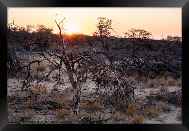 Sunset in the Savannah of Erongo Region, Namibia Framed Print by Dietmar Rauscher