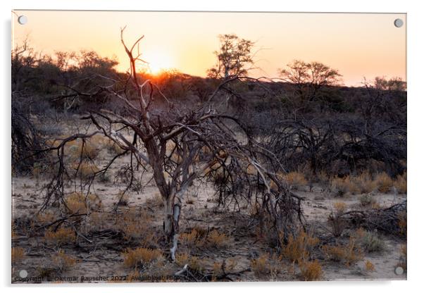 Sunset in the Savannah of Erongo Region, Namibia Acrylic by Dietmar Rauscher