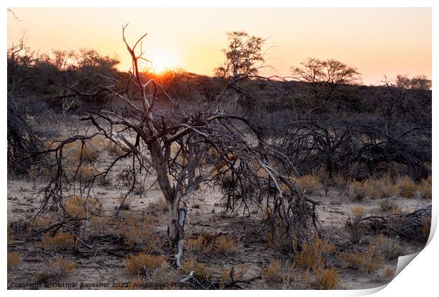 Sunset in the Savannah of Erongo Region, Namibia Print by Dietmar Rauscher
