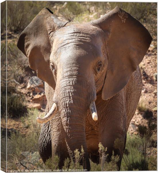 African elephant  Canvas Print by Adrian Paulsen