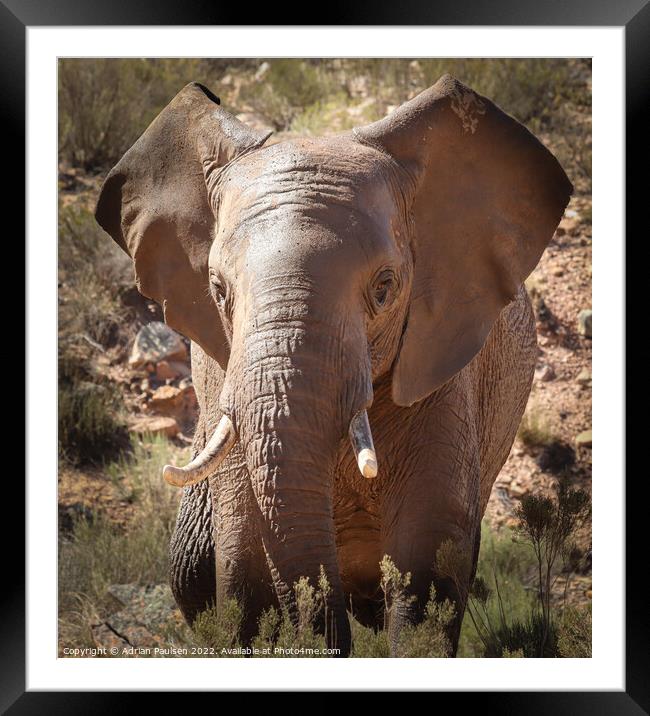 African elephant  Framed Mounted Print by Adrian Paulsen