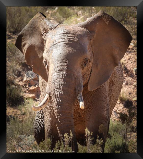 African elephant  Framed Print by Adrian Paulsen