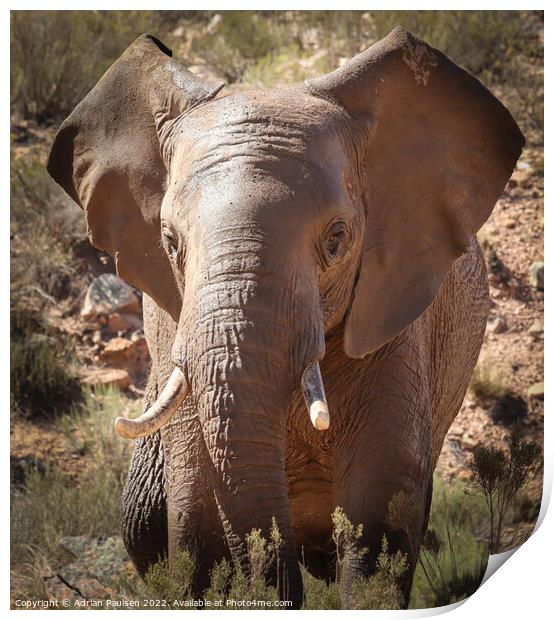 African elephant  Print by Adrian Paulsen