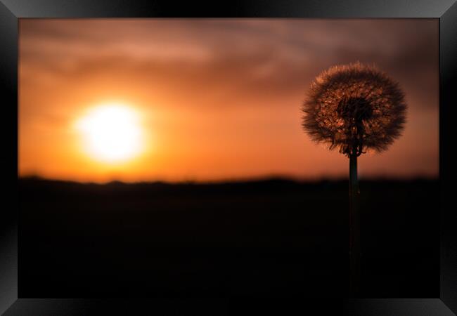 Dandelion Dreamscape Framed Print by David McGeachie