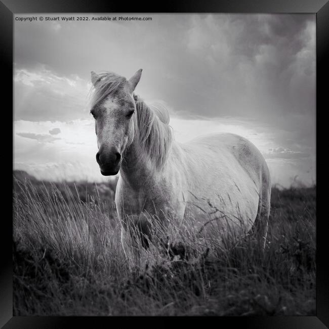 Dartmoor Pony Framed Print by Stuart Wyatt