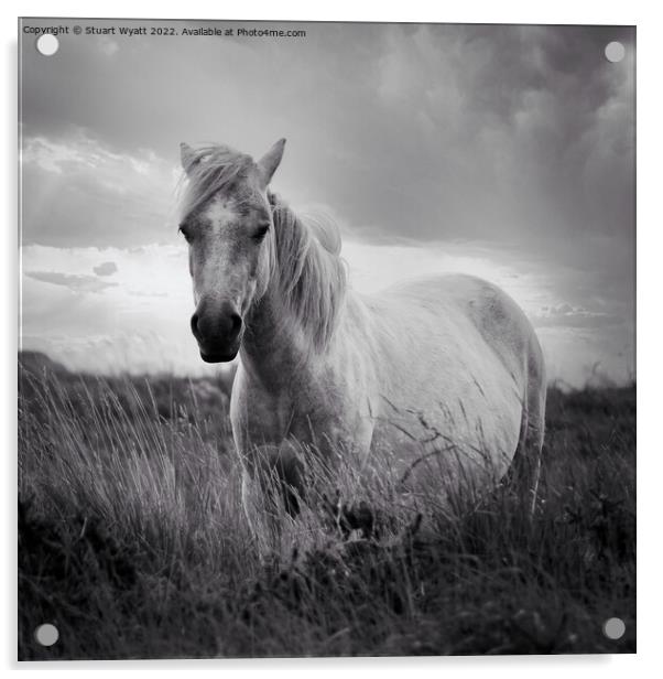 Dartmoor Pony Acrylic by Stuart Wyatt