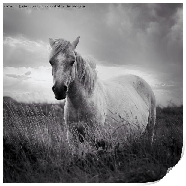 Dartmoor Pony Print by Stuart Wyatt
