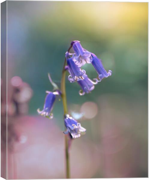 Bluebell in Spring Canvas Print by Mark Jones