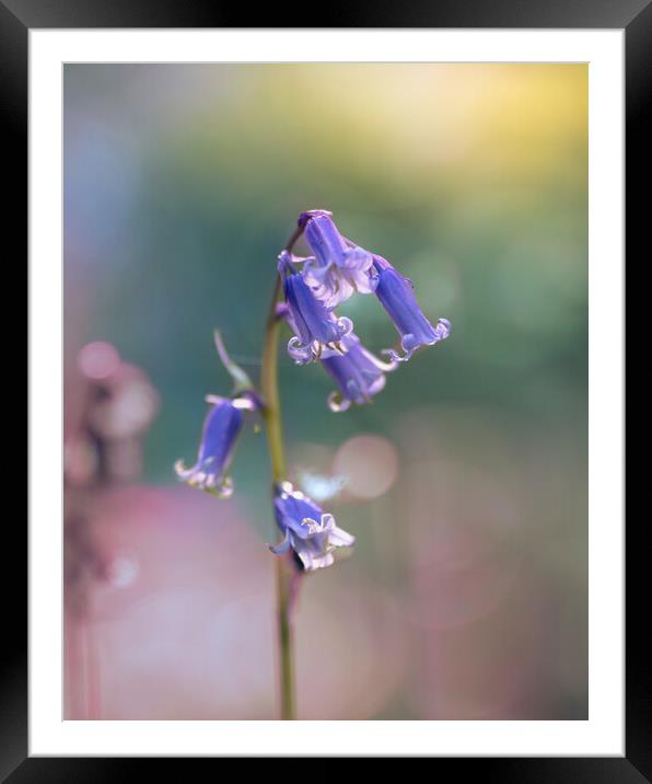 Bluebell in Spring Framed Mounted Print by Mark Jones