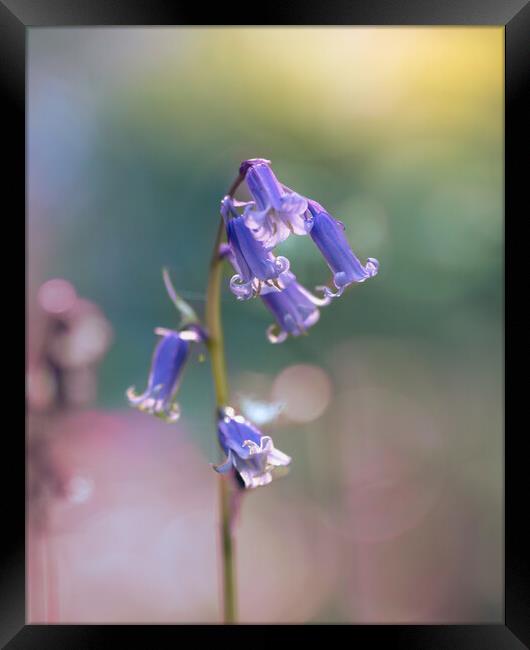 Bluebell in Spring Framed Print by Mark Jones