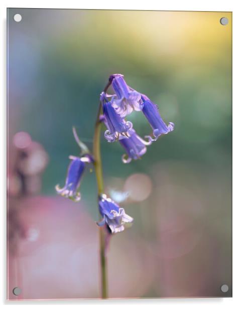 Bluebell in Spring Acrylic by Mark Jones
