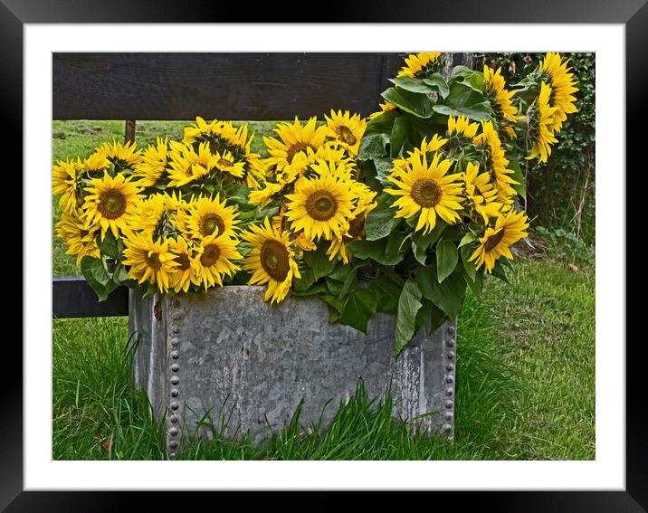 Sunflowers in Suffolk Framed Mounted Print by Joyce Storey