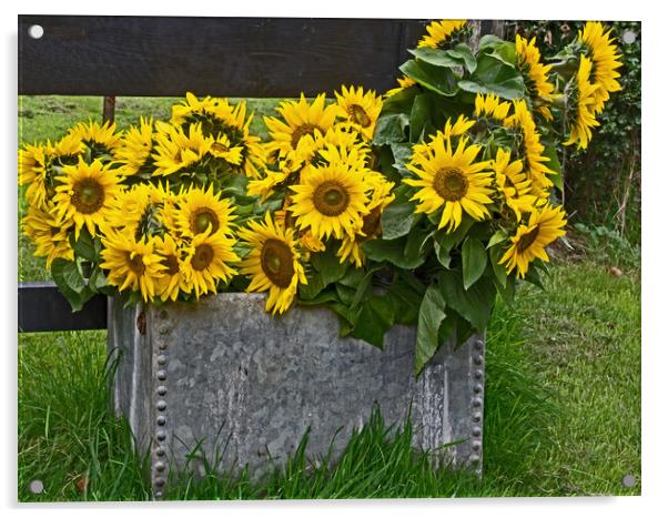 Sunflowers in Suffolk Acrylic by Joyce Storey